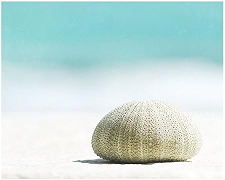 Sea Urchin fine art beach photography print, turquoise and white shell picture