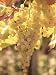 Close-up of Malvasia Grapes in Vineyard Outside Frascati, Frascati, Lazio, Italy, Eur...