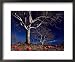 Apple Does Not Fall Far from the Tree Framed Art Poster Print by FogStock, 22x18