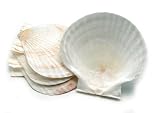 Fox Run Large Natural Baking Shells, Set of 4
