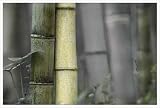 bamboo matts-Bamboo Art Print Poster by Karin Connolly