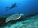 A Diver Swims Along Side an Endangered Hawksbill Turtle Photographic Poster Print, 24...