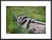 Totem Pole by John K. Nakata 24.00X18.00 Framed with Black Metal Frame