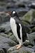 Wallmonkeys Peel and Stick Wall Decals - A Gentoo Penguin on Half Moon Island in the Antarctic Archipelago - Removable Graphic