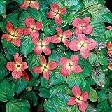 Dogwood - Cornus Satomi (Rosabella)