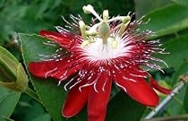 Large Lady Margaret Passion Flower Plant on Trellis