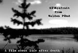 Grapefruit from Walden Pond