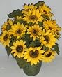 18" Sunflower in Deluxe Decorator Container
