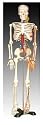 Scientific Anatomical Model : Medium Skeleton With Nerves And Blood Vessel