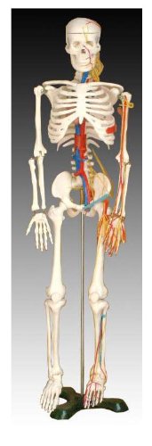 Childrens Toyshop  Toys : Scientific Anatomical Model : Medium Skeleton With Nerves And Blood Vessel