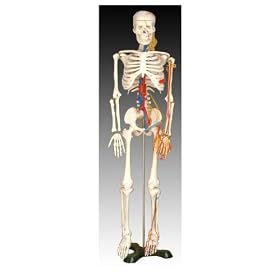 Scientific Anatomical Model : Medium Skeleton With Nerves And Blood Vessel