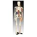Scientific Anatomical Model : Medium Skeleton With Nerves And Blood Vessel