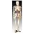 Scientific Anatomical Model : Medium Skeleton With Nerves And Blood Vessel