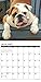 2016 Just Bulldogs Wall Calendar