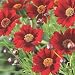 Coreopsis Plains Dwarf Red 3,000 seeds 1 gram