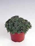Amazon / Hirts: Seed; Perennials: Lizard Sedum 50 Seeds - Loves the Sun - Groundcover