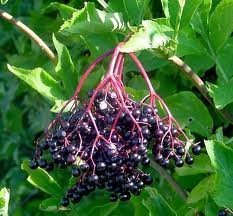 Black Elder - Sambucus Nigra - 1 Pkt Of 25 Seeds - Ornamental Shrub