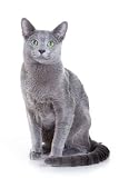 Russian Blue Cat on White - 24
