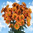 Pom Poms Bronze Daisy 144 Flowers