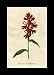 Reprint Scarlet Lobelia, Cardinal's Flower,Indian Pink 1795