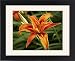 Framed Prints of Daylily (Hemerocallis) from ClownFish Photo