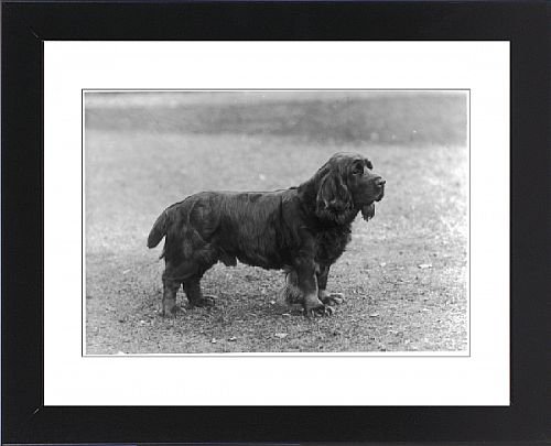 Framed Prints of Fall/sussex Spaniel/1933 from Mary Evans
