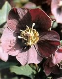 Purple Christmas Rose 10 Seeds - Helleborus - Shade Perennial
