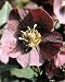 Purple Christmas Rose 10 Seeds