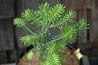 Abies Koreana Green Carpet - Korean Fir Tree