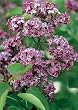 Pocahontas Lilac Plant Super One Gallon