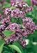 Pocahontas Lilac Plant Super One Gallon
