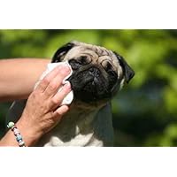 Clean Eyes of His Bulldog - 18'W x 12'H - Peel and Stick Wall Decal by Wallmonkeys