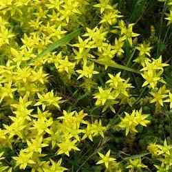 Sedum Acre Ground Cover - 5,000 Seed Packet