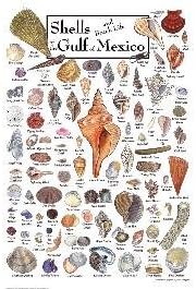 18" x 24" Shells of the Gulf of Mexico Puzzle 550pc