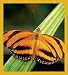 Banded Orange Butterfly Bookmark Image