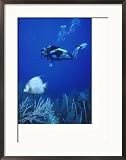 Scuba Diver Near Tropical Fish Underwater Collections Framed Photographic Poster Print by Wayne Brown, 24x30