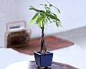 Braided Money Tree - Bonsai Plant in Cobalt Blue Pot
