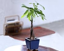 Braided Money Tree - Bonsai Plant in Cobalt Blue Pot