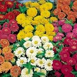 Zinnia Seeds - Zinnia Dreamland Hybrid Mix