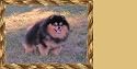 Airbrushed License Plate - Pomeranian License Plate - #1521