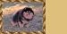 Airbrushed License Plate - Pomeranian License Plate - #1521 Airbrushed License Plate - Pomeranian License Plate - #1521