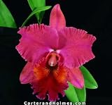 Blc Oconee 