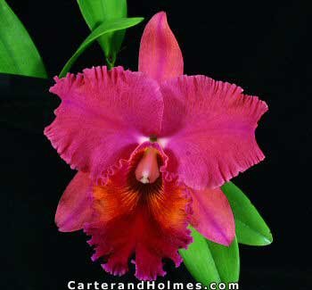 Blc Oconee 'Mendenhall' AM AOS x Blc George King 'Serendipity' AM AOS