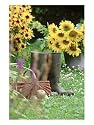 Wellington Boots, Basket, Helianthus (Sunflower), Apple Botanical Photographic Poster Print by Martine Mouchy, 12x16