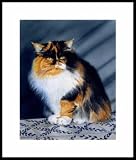 Sheeba by Drew Strouble