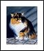 Sheeba by Drew Strouble