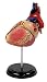Elenco 3D DIY Heart Anatomy With CD