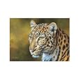 Leopard Animals Art Poster Print by Kim Thompson