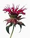 Bee Balm Flower - 18