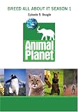 Breed All About It Season 1 - Episode 5: Beagle